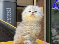 Orjinal British Longhair Tuvalet Eğitimli