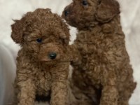 Red brown kore kani poodle yavrular