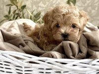 Kore maltipoo yavruları
