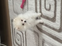 Orjinal pomeranian boo