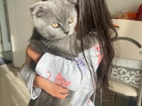 Acil sahiplendirilecek scottish fold