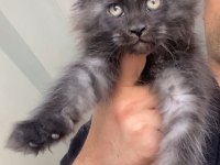 Black Smoke XXXL Maine Coon Mükemmel Dişi