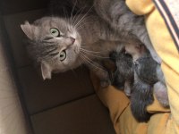 Scottish fold kızımızı sahiplendiriyoruz