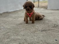 2.5 yaşında full eğitimli aşılı poodle