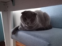 Scottish fold erkek 3 yaşında