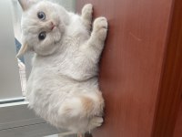 British Shorthair Kedimiz