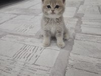 GOLDEN YAVRU KEDİMİZ YENİ AİLESİNİ ARIYOR