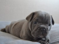 Teslime hazır blue bulldog yavrularım