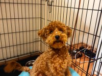 Sevgi Dolu 6 Aylık Toy Poodle Yeni Ailesini Bekliyor
