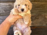 Çift renk özel kore maltipoo yavrular 