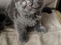 British Shorthair Yavrularım