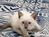 Siyam kedimizi iyi bakacak birine vermek istiyorum