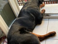 12 aylık erkek rott 50 kilo istanbul