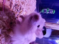 Teddy bear hamster