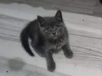 YENİ YUVASINA GİTMEYE HAZIR  BRİTİSH PONÇİK