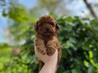 Güzel Poodle Bebekler