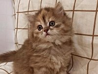 Prenses british longhair kızımıza yuva aranıyor