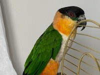 Caique Papağanı (Siyah Başlı Caique)