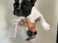 ALANYADAN A KALİTE FRENCH BULLDOG YAVRULARI