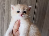 Lilac golden erkek yavru british shorthair