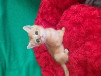 Golden British Shorthair