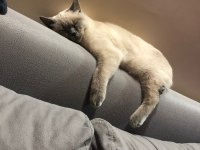 Blue point british shorthair