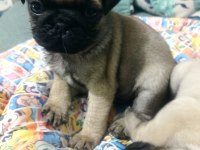 Pug Mops Yavrularımız