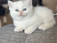 Boncuk gözlü pamuk yavrum british shorthair