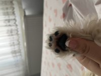 Maltese terrier köpeğimiz
