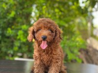 Dişi Poodle 4,5 kiloyu geçmez bu rakama bulamazsınız