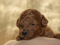 Red Brown renk teacup erkek yavrular