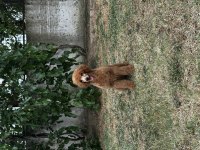 Dev poodle yavruları (standart poodle)