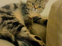 Yavru erkek british shorthair kedimiz