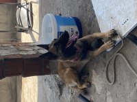 5 aylık dişi belçika kurdu