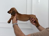 Ukrayna girişli sosisli dachshund prenses