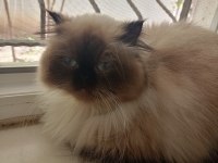 Himalayan Kedimiz