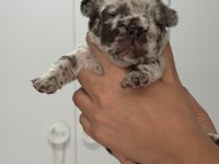 French bulldog ev ortamından