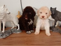 Poodle Güzellikler