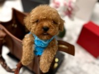 En güzel orjinal teacup yavrular maltipoo