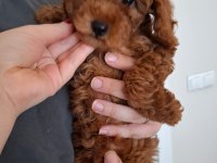 Ev Doğumlu Ailemizde Büyüyen Toy Poodle Yavrularım