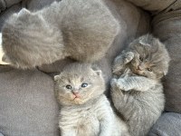 2 AYLIK SCOTTISH FOLD KEDILER