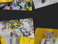 1.5 yaşında kısır erkek kedimiz