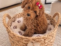 Kucuk Prenses Köpekler