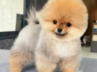 TEK KELİME MÜKEMMEL KALİTE POMERANİAN