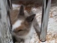 HOLLANDA LOP TAVŞANI