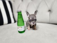 MİCRO BOY EXOTİC LİLACTAN FRENCH BULLDOG ERKEK