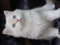 British Longhair Dişi