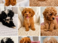 Maltipoo Bebekleri