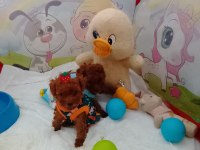 KOREKAN DİŞİ TEACUP RED POODLE