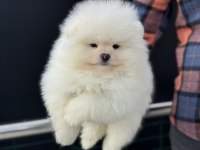 Pomeranian yavrularımızı görüp ala bilirsiniz